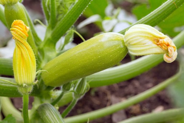 Yellowish Zucchini