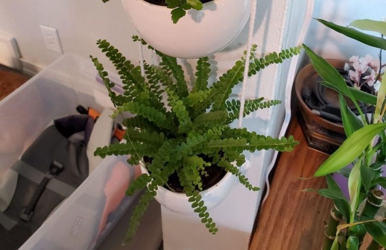Indoor Fern