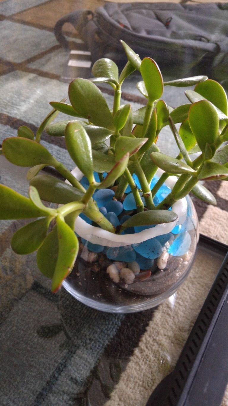 Jade Plant