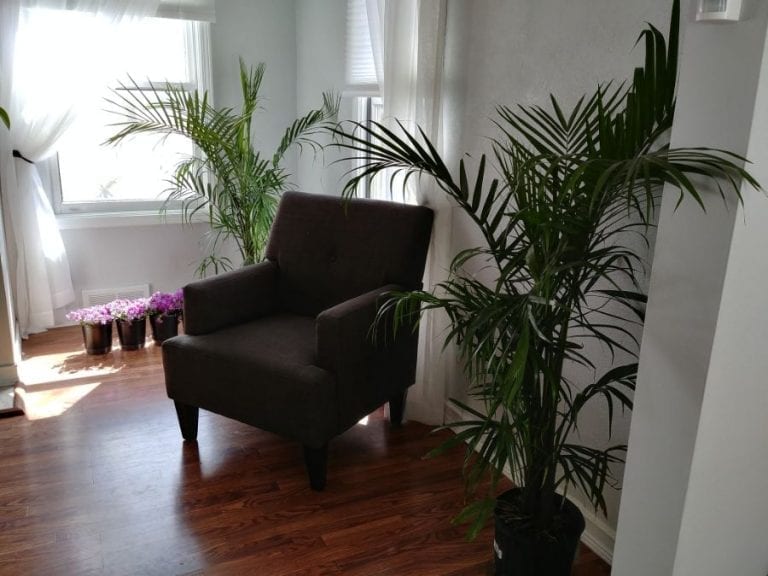 Majesty Palms