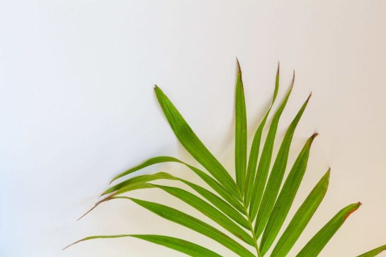 Majesty Palm Brown Leaves
