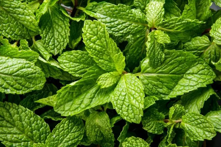 Mint Plant