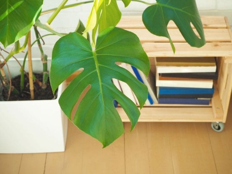 Split Monstera Leaves