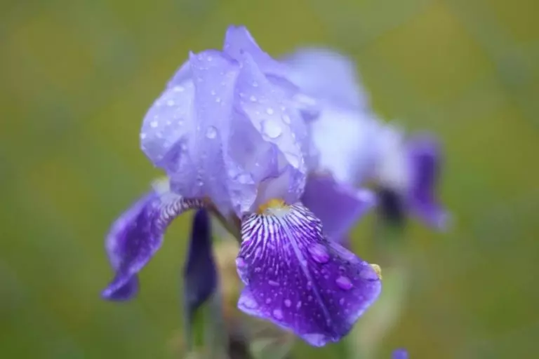 Purple Iris