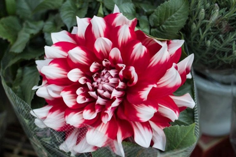 Red and White Dahlia