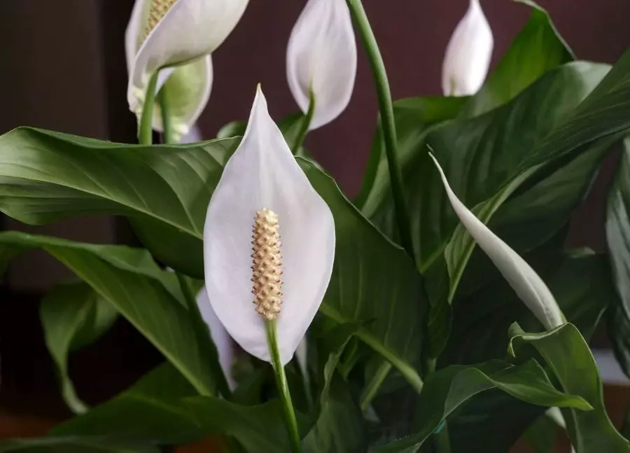 A Complete Guide to Peace Lily Care - The Practical Planter