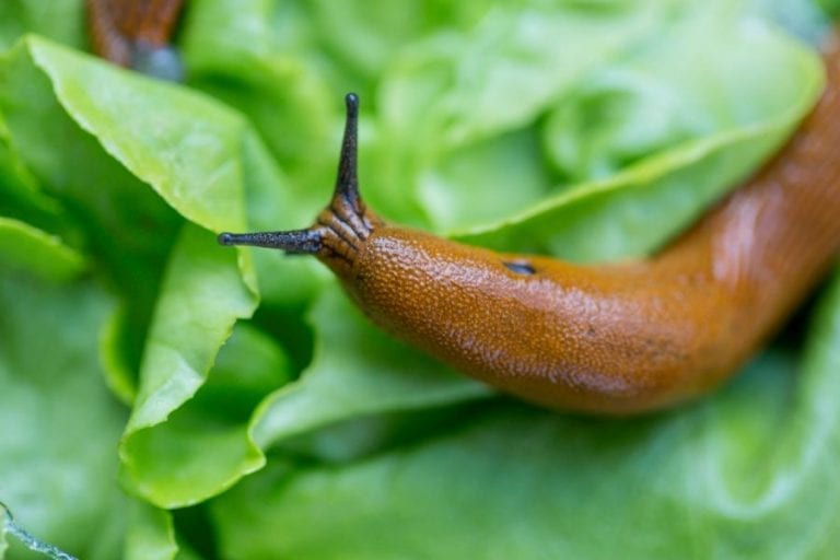 Slug on Plant