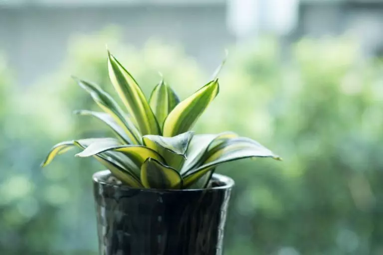 Snake Plant