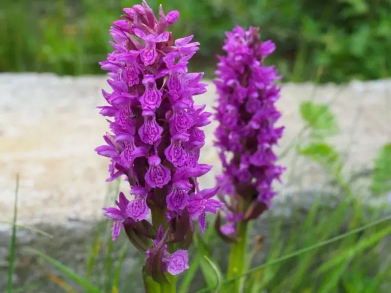Snapdragon