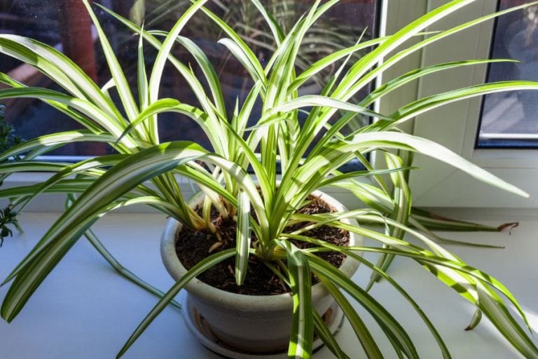 Spider Plant