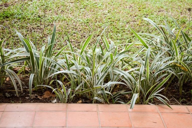 Spider Plants Outdoors