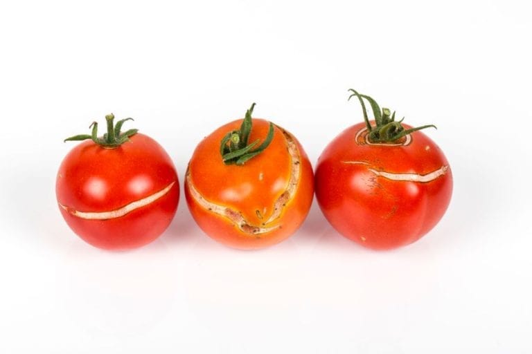 Split Tomatoes