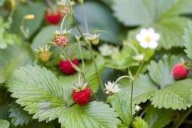 Can You Eat Wild Strawberries? (And How to Identify Them) - The