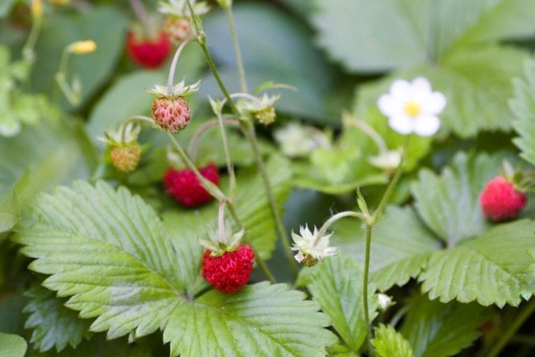 Wild Strawberries