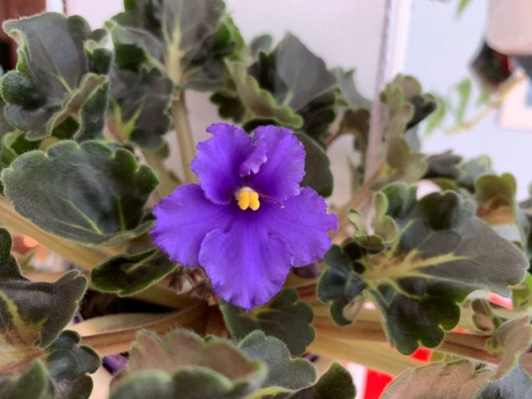 African Violet