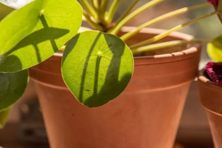 Chinese Money Plant
