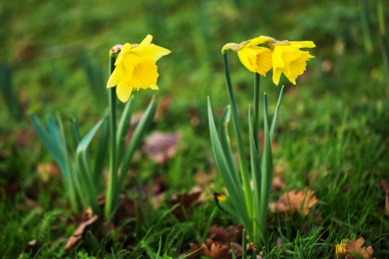 Daffodils