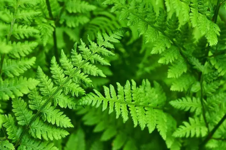 10 Impressive Plants That Absorb Lots of Water The