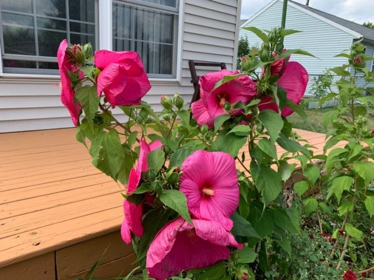 Hibiscus