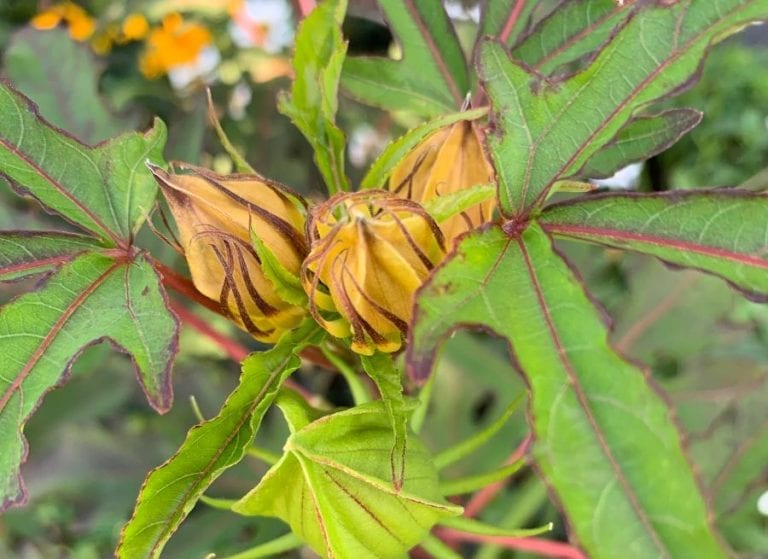 Hibiscus Buds Dying