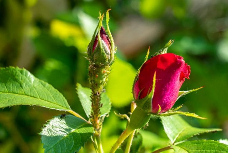Aphids on Roses
