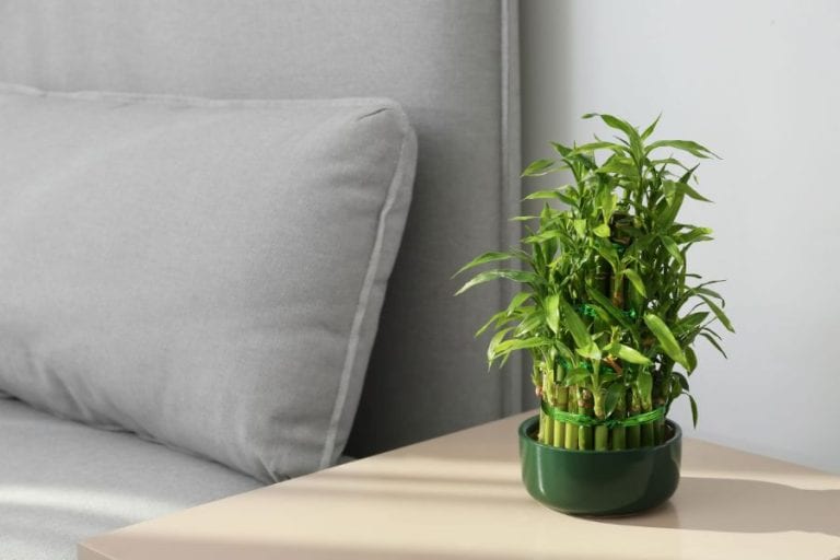 Lucky Bamboo