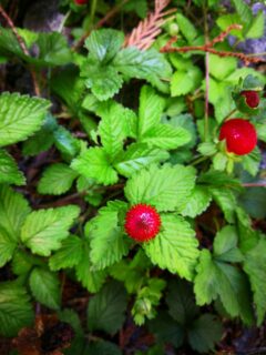 Can You Eat Wild Strawberries? (And How to Identify Them) - The