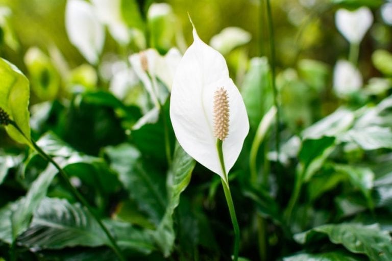 Peace Lily