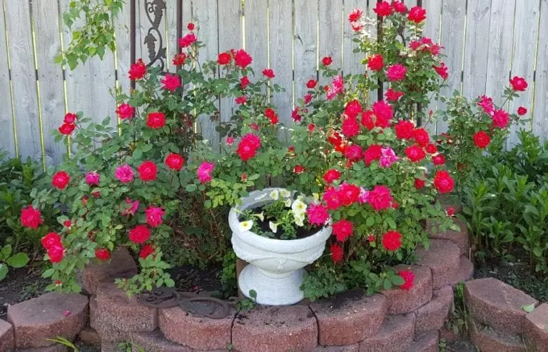 Roses