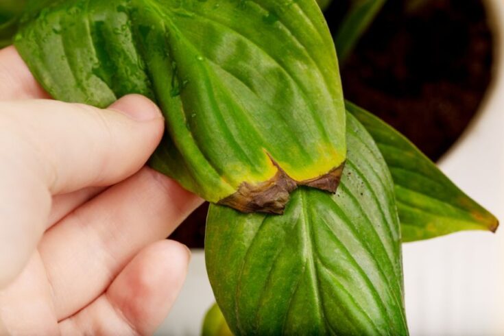 Amazing Peace Lily Diseases Pictures Pictures