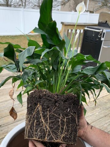 Can Peace Lilies Be Planted Outside? (And What Are the Ideal Conditions