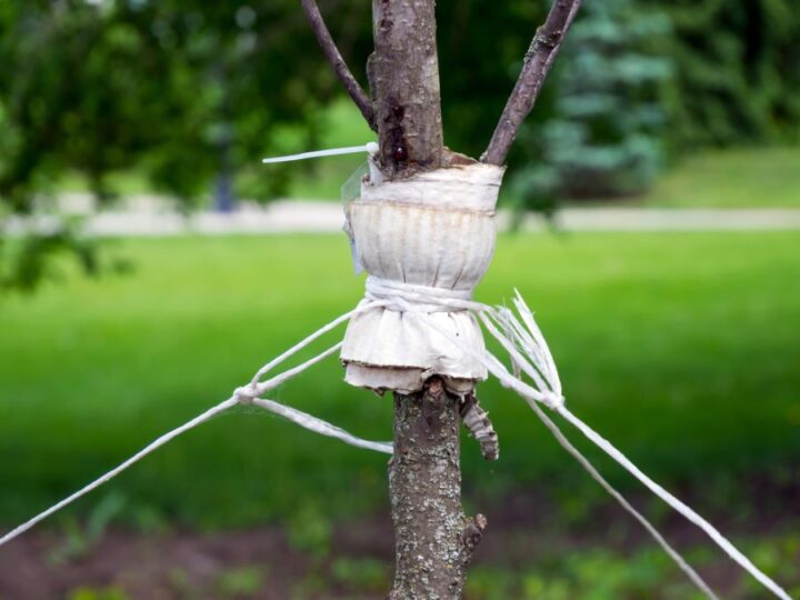 How to Straighten a Tree (Of Any Age) - The Practical Planter