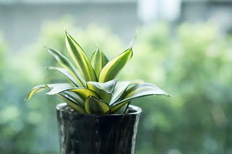 Snake Plant in Container