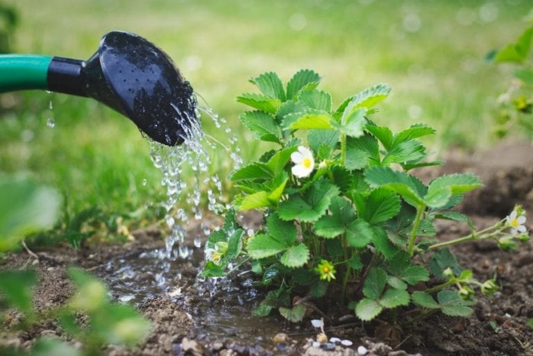 Strawberry Plant Being Watered