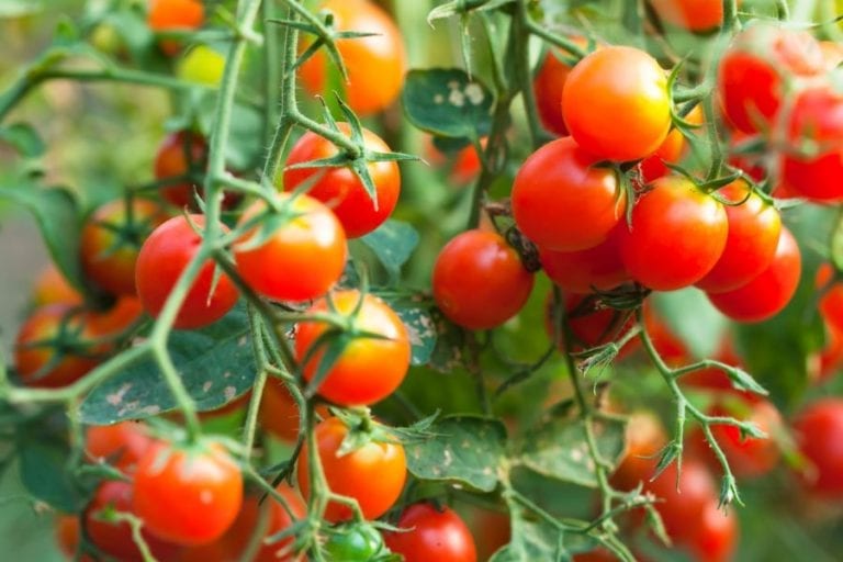 Tomato Plant