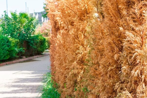 6 Clear Ways to Tell If Your Arborvitae Is Dying - The Practical Planter