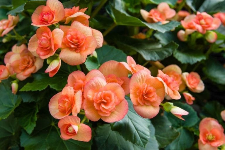 Begonias