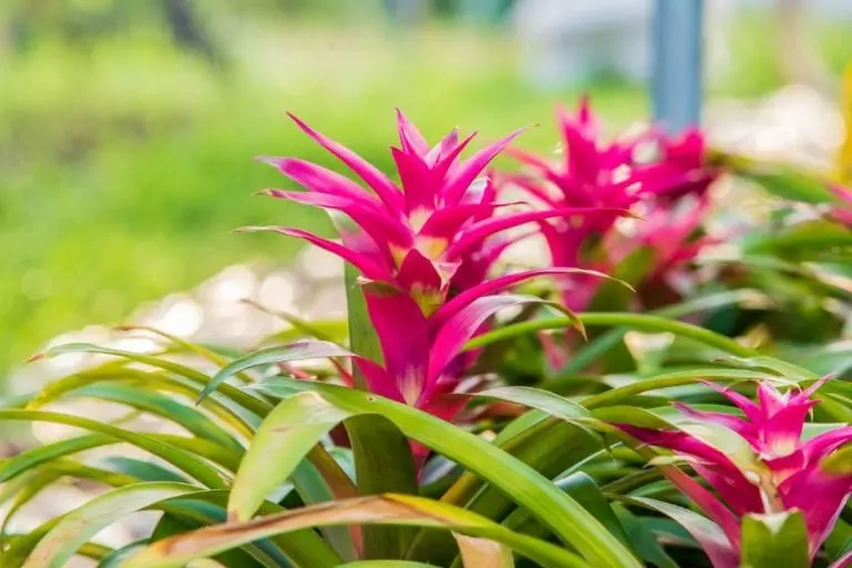Bromeliad