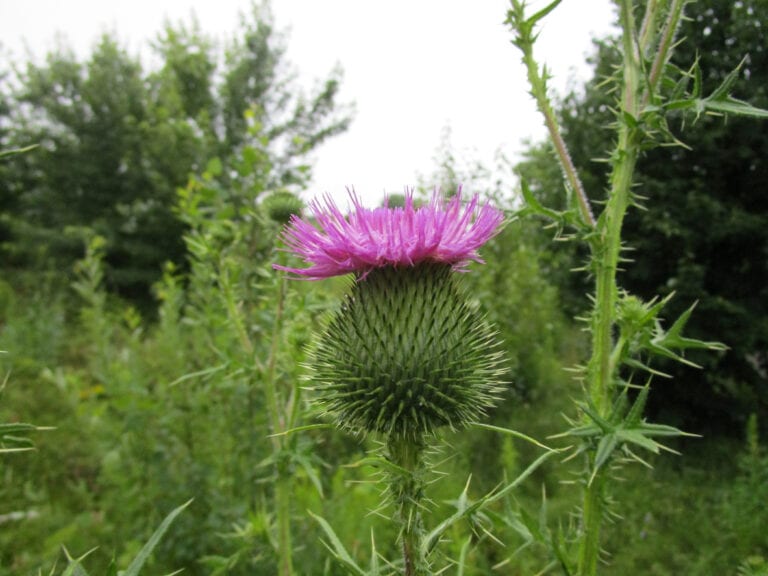 Bull Thistle