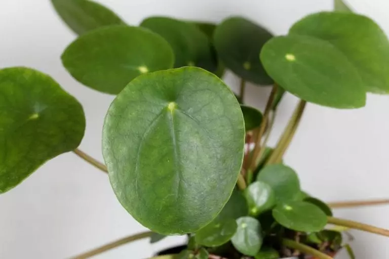 Chinese Money Plant
