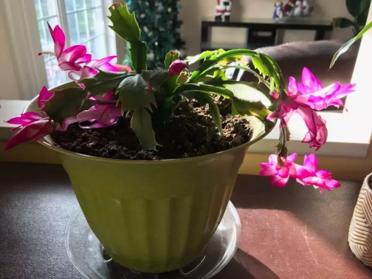 Christmas Cactus
