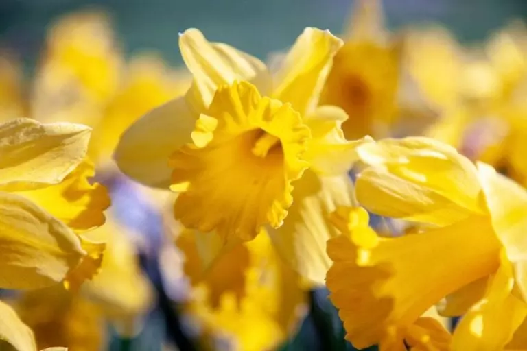 Daffodils in Bloom
