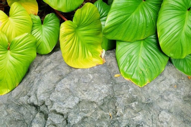 Elephant Ear