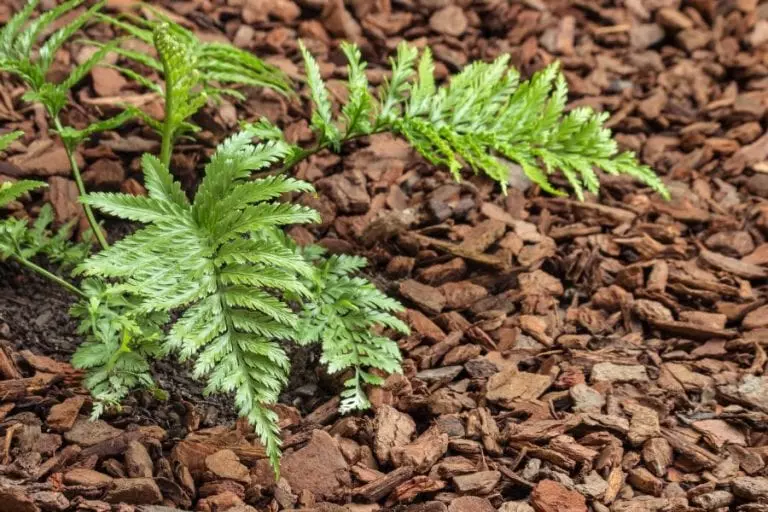 Fern