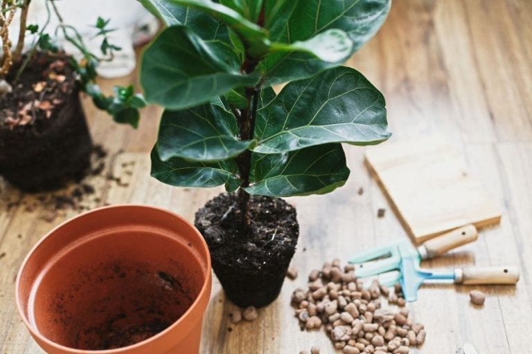 Fiddle Leaf Fig