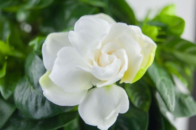 Gardenia