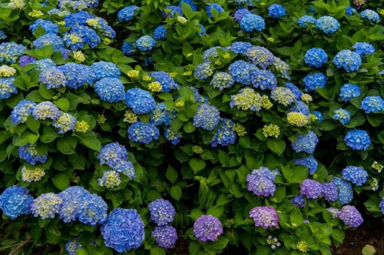 Hydrangeas