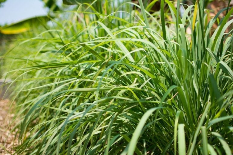 Lemongrass