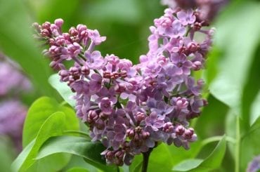 How Big Do Lilac Bushes Get? (And How to Encourage Growth) - The ...