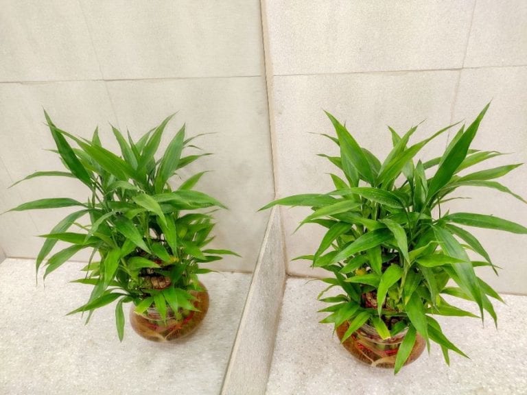 Lucky Bamboo